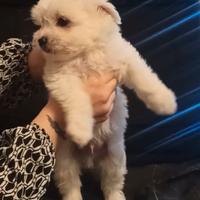 Maltipoo cucciolo