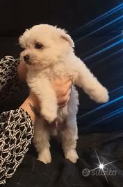 Maltipoo cucciolo