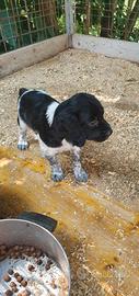 Cucciolo di Breton