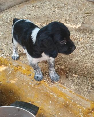 Cucciolo di Breton