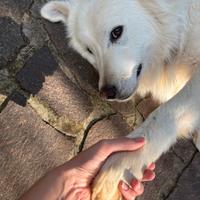 Petsitter