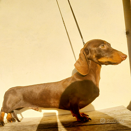 Bassotto maschio per monta