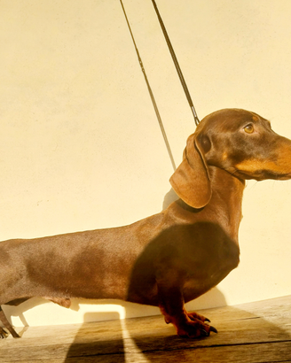 Bassotto maschio per monta