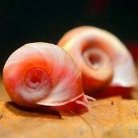 Lumaca Acquario Rossa - Planorbella Durji Chioccio
