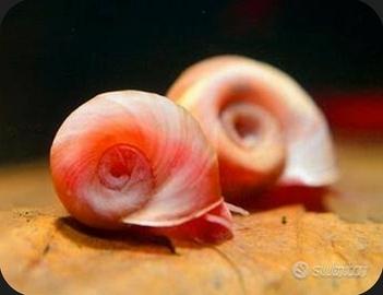 Lumaca Acquario Rossa - Planorbella Durji Chioccio