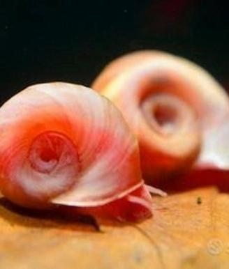 Lumaca Acquario Rossa - Planorbella Durji Chioccio