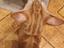 Immagine 3