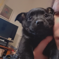 Adottasi cucciolo di quasi 3 mesi