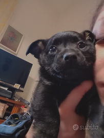 Adottasi cucciolo di quasi 3 mesi