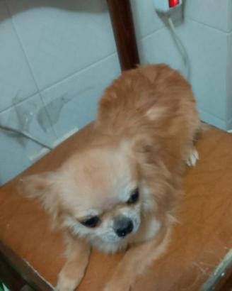 Chihuahua