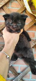 Gattini Scottish Fold and Straight con pedigree