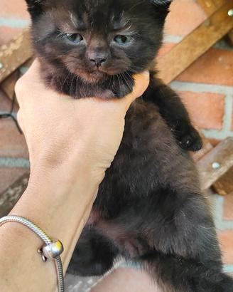 Gattini Scottish Fold and Straight con pedigree