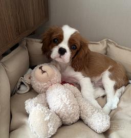 Cavalier king