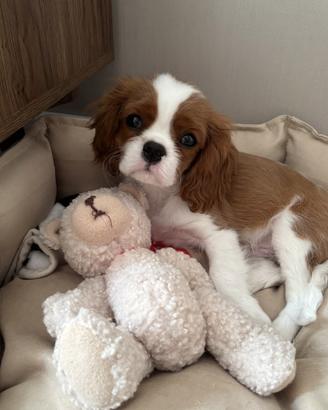 Cavalier king
