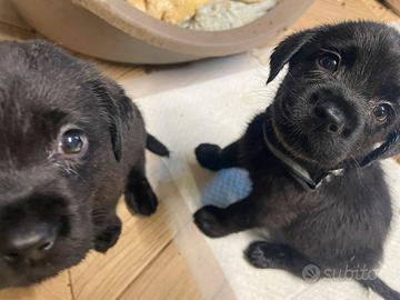 Cuccioli di labrador