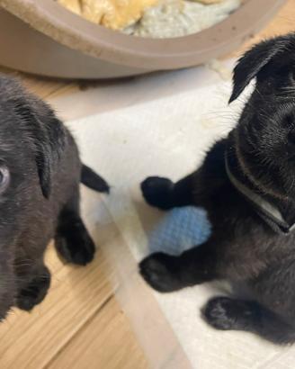Cuccioli di labrador