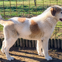 Cuccioli pastore dell'Asia Centrale