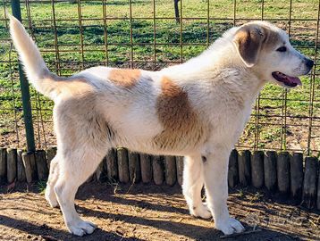 Cuccioli pastore dell'Asia Centrale