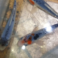 Pesci piante per acquario laghetti e laghi