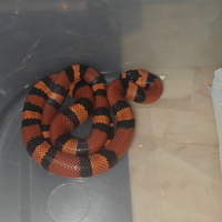 Lampropeltis 2024