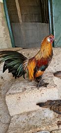 Gallo nana calzata 