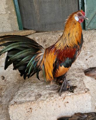 Gallo nana calzata 