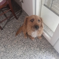 Regalisi cucciolo di incrocio con Jack rusull