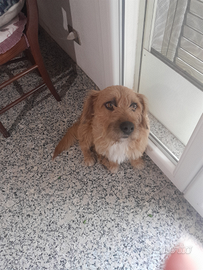 Regalisi cucciolo di incrocio con Jack rusull