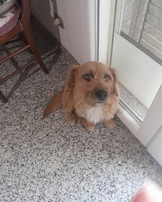 Regalisi cucciolo di incrocio con Jack rusull