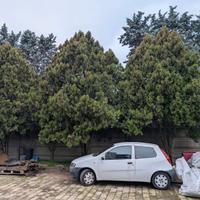 cipressi