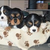 Cuccioli di Cavalier King