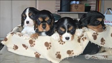 Cuccioli di Cavalier King