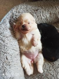 Spitz nani di Pomerania con pedegree