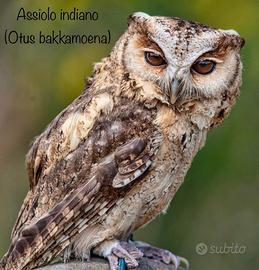 Assioli - rapaci notturni con cites