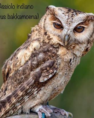 Assioli - rapaci notturni con cites