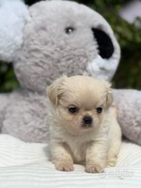 Maschi Chihuahua Pelo Lungo con Pedigree ENCI/FCI