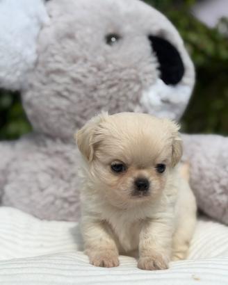 Maschi Chihuahua Pelo Lungo con Pedigree ENCI/FCI