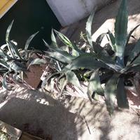 Piante Agave