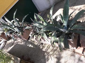 Piante Agave