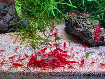 Caridine acquario