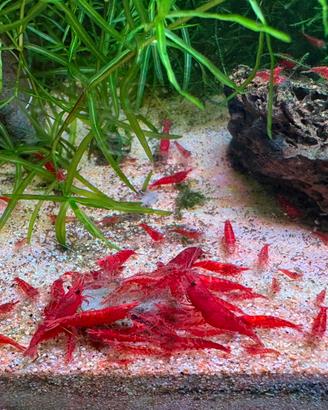 Caridine acquario