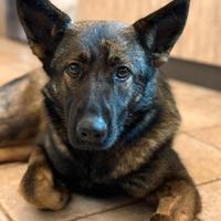 Pastore tedesco da lavoro