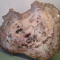 Fossile Legno silicizzato con calcite
