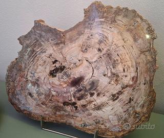 Fossile Legno silicizzato con calcite