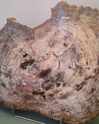 Fossile Legno silicizzato con calcite