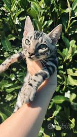 Ultima femmina Bengala Black Silver pedigree ANFI
