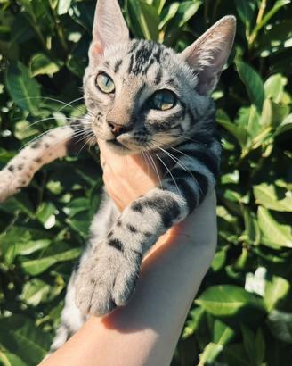 Ultima femmina Bengala Black Silver pedigree ANFI