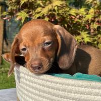 Cucciolo bassotto Red Nose