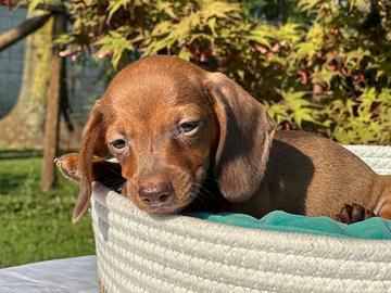 Cucciolo bassotto Red Nose