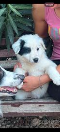 Cuccioli border collie